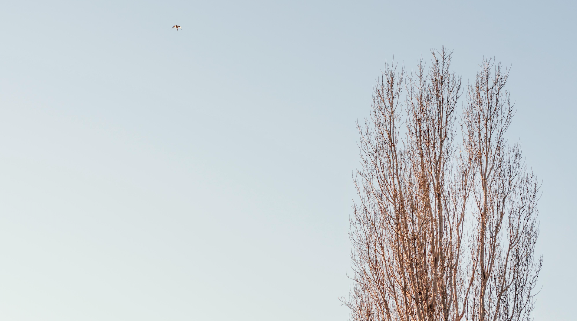 Vigilance orange - Fermeture des parcs et jardins