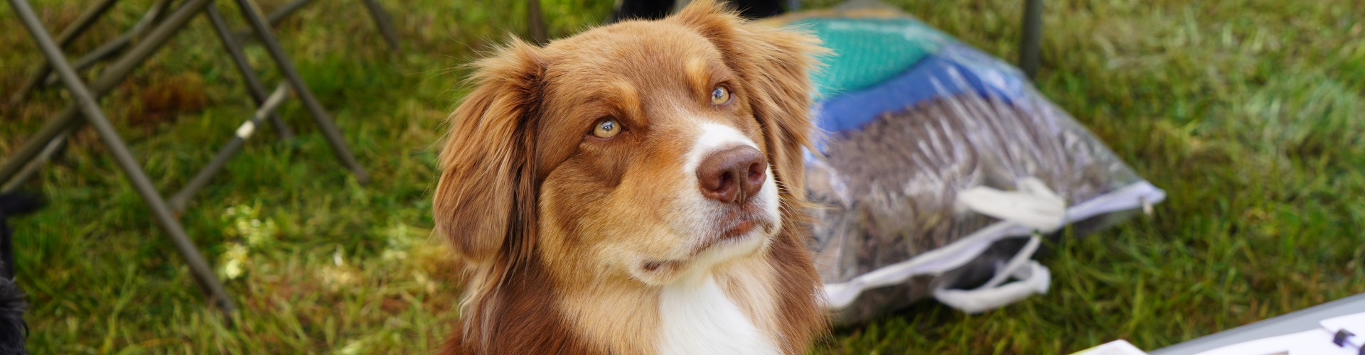 taverny s'engage pour la protection animale