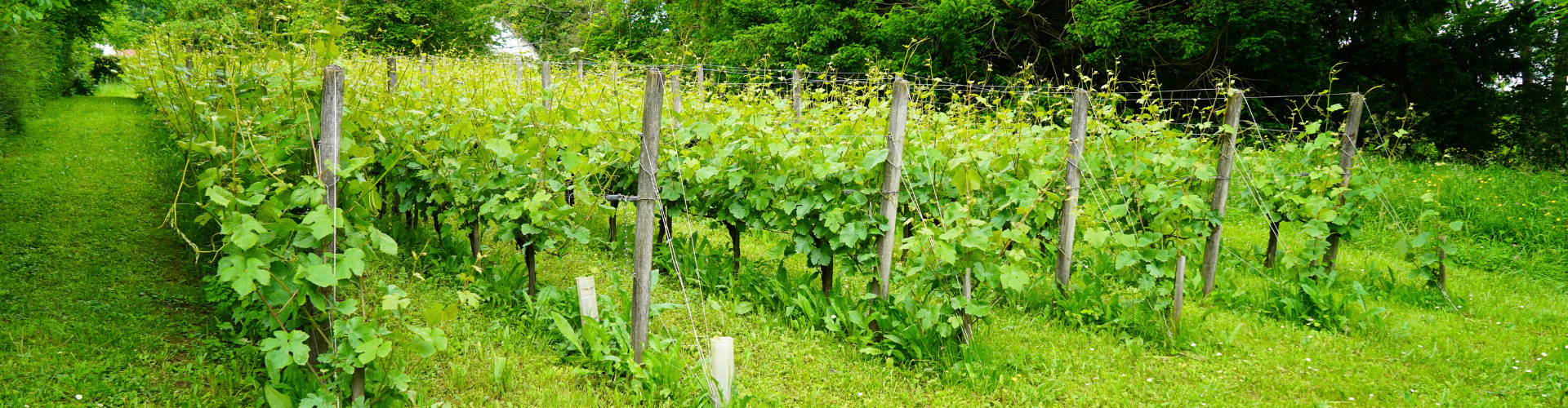 vignes communale