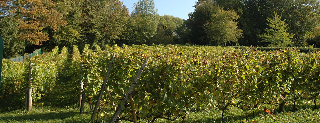 Les vignes des coteaux de Taverny