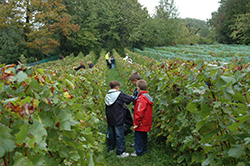 La fête des vendanges à Taverny